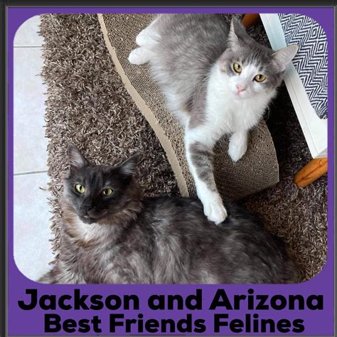 He was found in santaquin, ut where cats are not accepted to the animal shelter. Jackson and Arizona - Male Manx Cat in QLD - PetRescue