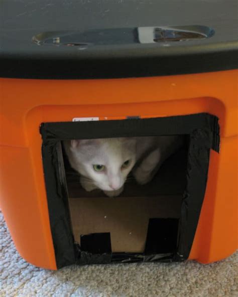 Diy Cat Shelter For Ferals In The Winter Pethelpful By Fellow