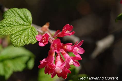 Wildflowers Found In Oregon Red Flowering Currant