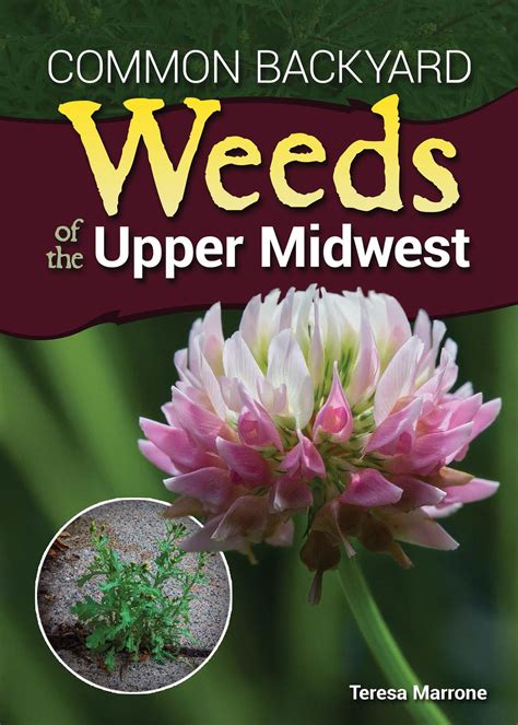 Common Backyard Weeds Of The Upper Midwest Paperback