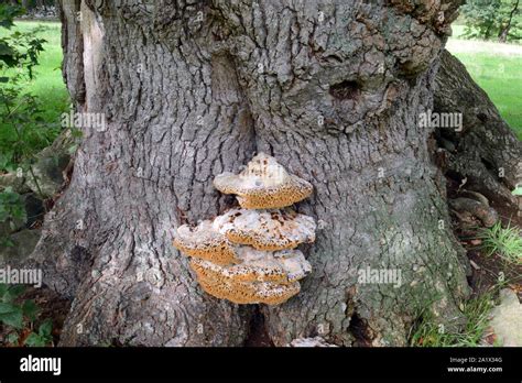 Large Fungus Base Oak Tree Hi Res Stock Photography And Images Alamy