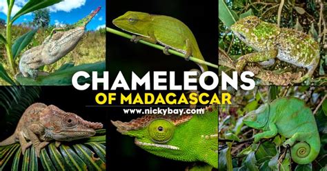 Chameleons Of Madagascar Macro Photography By Nicky Bay