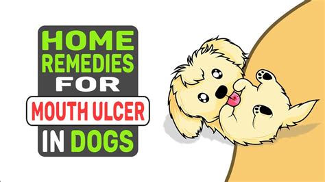 Home Remedies For Mouth Ulcer In Dogs Petmoo