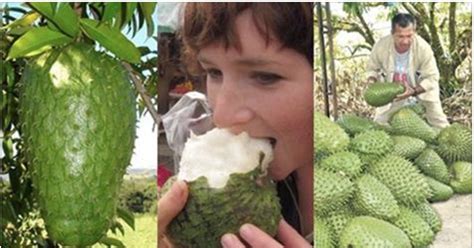 The next time you have a fruit juice, ask for a soursop. Já lhe falaram muito sobre a graviola: mas tem um segredo ...