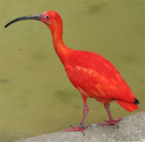 Download Free Photo Of Scarlet Ibisbirdtropicalportraitwader From