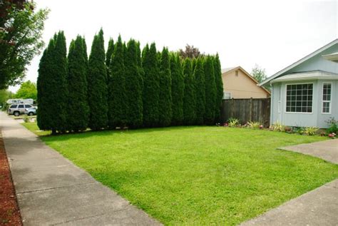 Protect Your Privacy With These 5 Evergreen Trees Dengarden