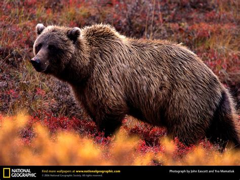 Download Grizzly Bear Picture Desktop Wallpaper By Jmiller Grizzly