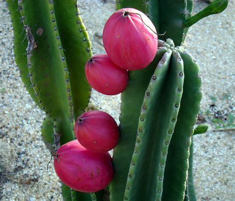 To determine the role of bacillus cereus as a potential pathogen in food poisoning, the production of an emetic toxin (cereulide… Columnar Cactus #1: FRUIT #1 (PERUVIAN APPLE) | The edible ...