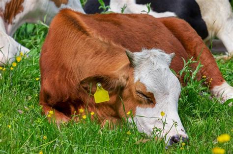How Do Cows Sleep Cows Sleep Patterns Explained All About Pets