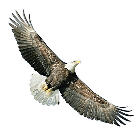 Bald Eagle Hawk Icon Eagle Png Download 14171417 Free