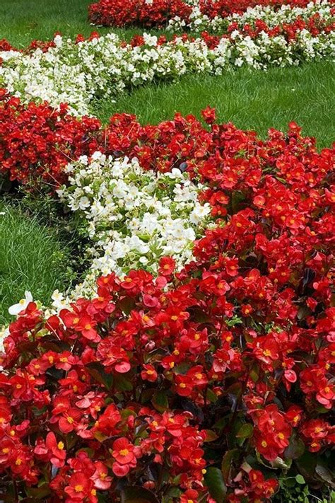 Brandi Gaines Annual Flowers For Shade Areas Annual Flowers For