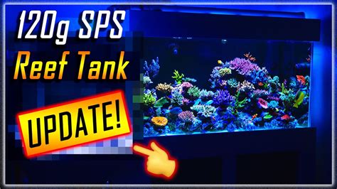 Sps Reef Tank Update Youtube