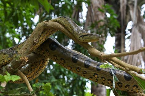 Green Anaconda Endangered Rainforest Animals Ecuador Animals