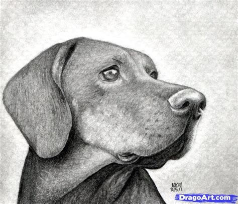 Dog Tutorial Perros Dibujos A Lapiz Dibujos De Perros Como Dibujar