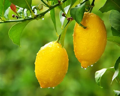 What You Need To Know About Lemon Trees Yates Gardening