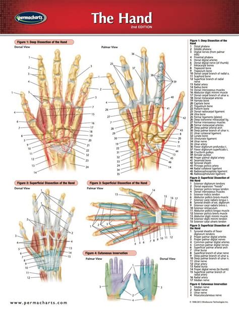 Muscles Of The Hand Laminated Anatomy Chart Images And Photos Finder