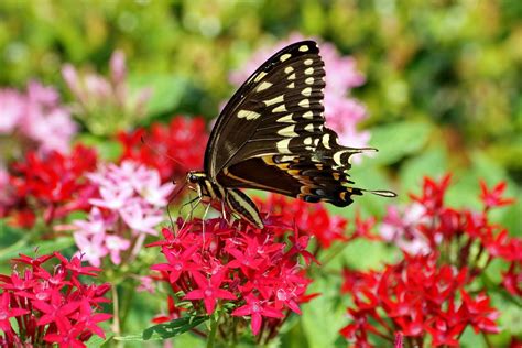 Black Swallowtail Butterfly Male The Eastern Black Swall Flickr