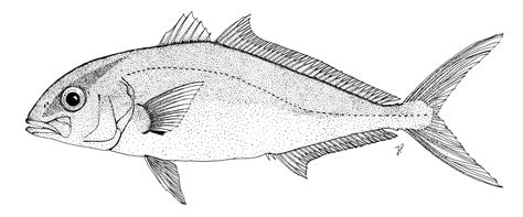 Fishsource Greater Amberjack Us Atlantic