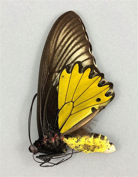 Troides Helena Helena M A1 Ep West Java Indonesia Butterfly Art Inc