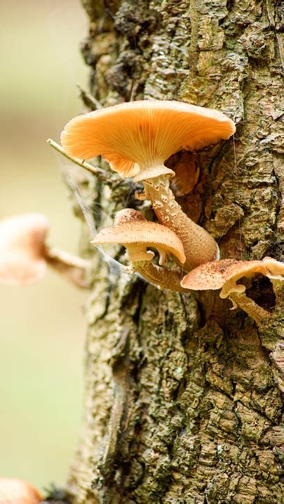 Fungus Tree Bark · Free Photo On Pixabay