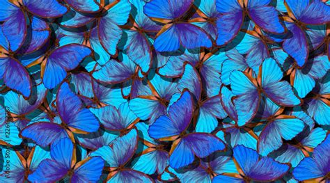 Blue Abstract Texture Background Butterfly Morpho Wings Of A