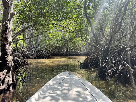 panthro on twitter mangrove forest nusa lembongan