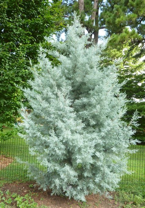 As A Specimen Plant Or For Screening The ‘blue Ice Cypress Offers