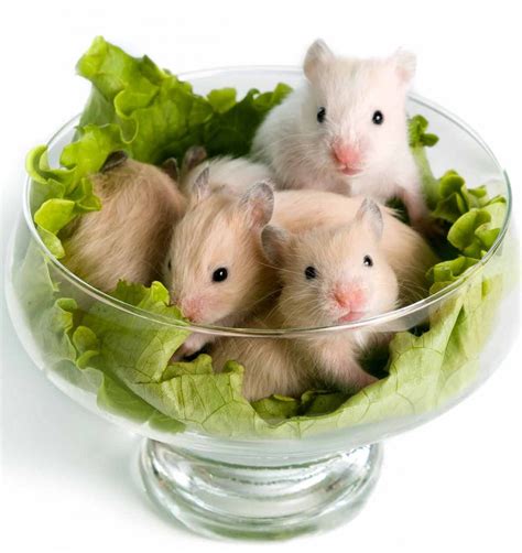 Bananas are the perfect fruit for hamsters to receive vitamins and fiber. Can Hamsters Eat Lettuce? - PetSchoolClassroom