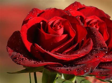 Amazing Roses Bing Images Red Roses Red Rose Pictures Rose Wallpaper
