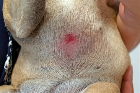 What Causes Rash On Dogs Belly