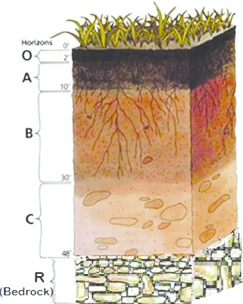 An Ideal Soil Profile Showing Different Horizons Download Scientific