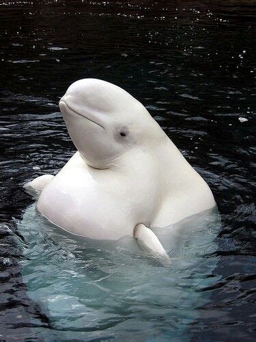 Aso Cute Beluga Whale Whale Animals Beautiful