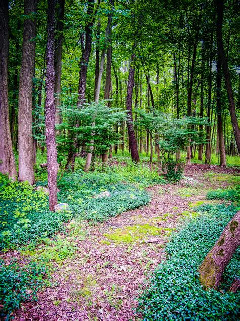 Free Stock Photo Of Forest Green Path