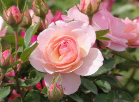 Paling Bagus 16 Bunga Mawar Pink Potong Gambar Bunga Indah