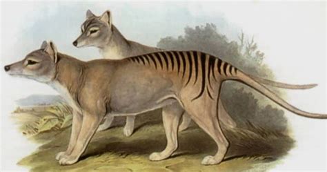 10 Animals That May Not Be As Extinct As We Thought They Were Listverse