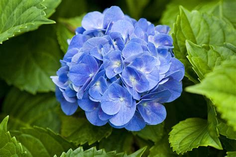 Azure Blue Hortensia Hydrangea Floral Photograph By Kathy Clark Fine