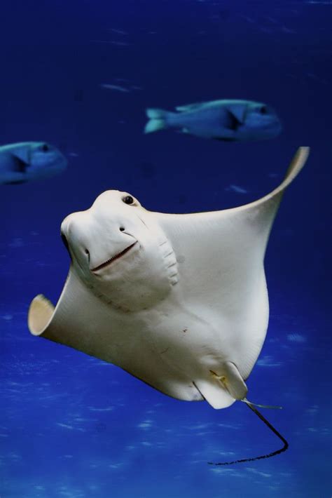 Boo Underwater Creatures Animals Ocean Animals