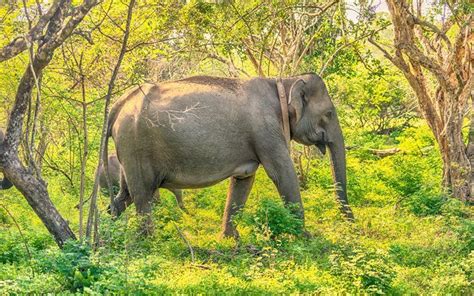 Family travel house, no : Download wallpapers elephant, jungle, Sri Lanka, forest