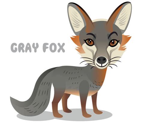 Gray Fox Illustrations Royalty Free Vector Graphics And Clip Art Istock