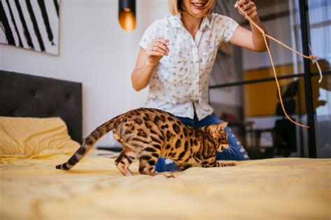 The bengal cats usually mate after they are mature, this should be after one year or past their sixth month. How long do Bengal cats life for? Bengal cat life ...