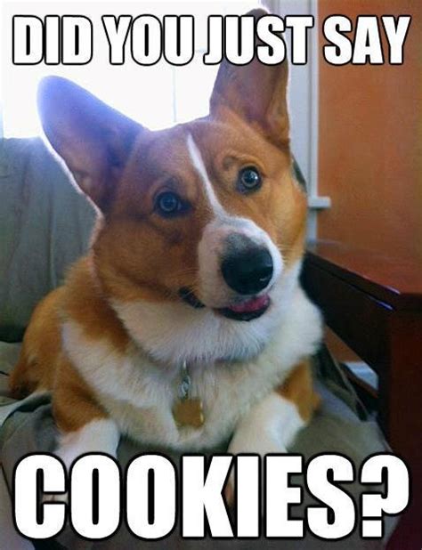 34 Best Corgi Jokespics Images On Pinterest Dog Cat