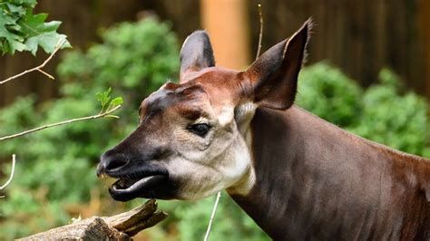 Okapi Animale Mitologico Ma Reale Tutto Zampe