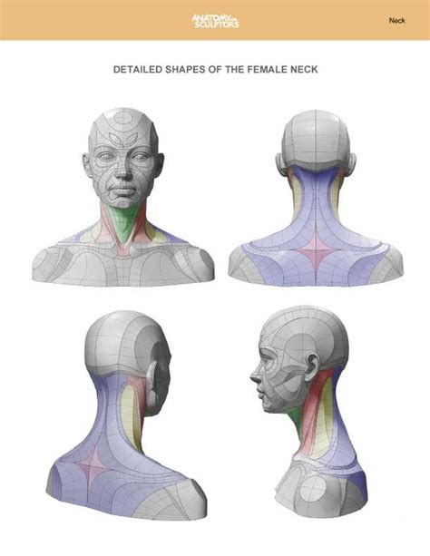 Artstation Female Neck Anatomy Shapes Anatomy For Sculptors 드로잉 강좌