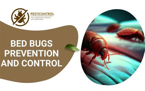 The Ultimate Guide For Bed Bugs Prevention And Control