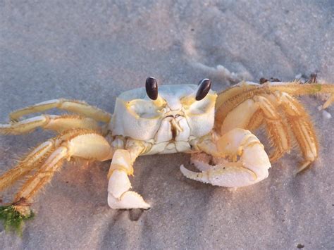 Alabama 2009 248 A Cute Crab Who Wanted His Photo Taken Sandy