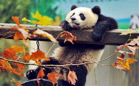 Download Wallpaper 2560x1600 Panda Bear Branch Tree Widescreen 1610