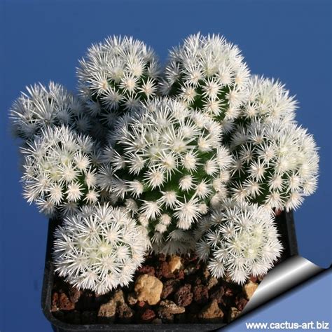 Fleur de cactus nombres suculentas flor de cactus flores plantas plantas ornamentales galerías de fotos cactus. Mammillaria vetula ssp gracilis cv Arizona Snow Cap ...