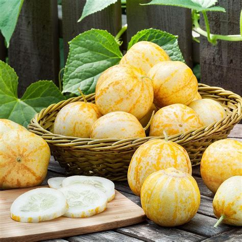 Your Guide To Growing And Harvesting Lemon Cucumbers