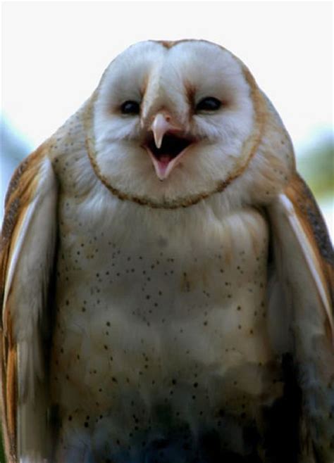 Funny Owls That Are Laughing 35 Pics