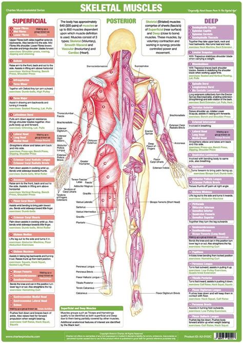 Muscle Anatomy Chart Posterior Muscle Anatomy Nervous System